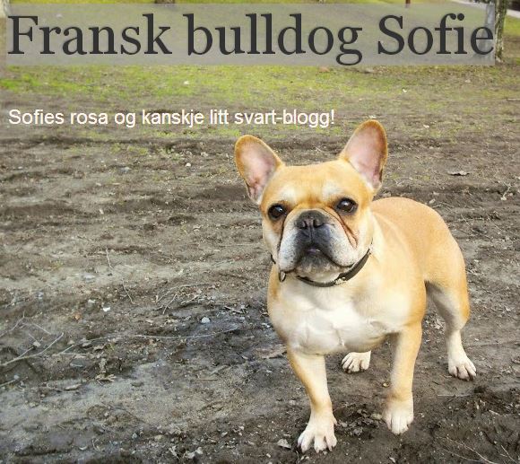 Fransk bulldog Sofie